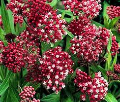 Image result for Asclepias foliosa