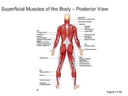 Almost every muscle constitutes one part of a pair of identical bilateral. Ppt Superficial Muscles Of The Body Anterior View Powerpoint Presentation Id 526126