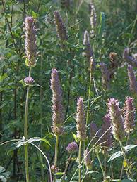 Image result for Justicia anagalloides