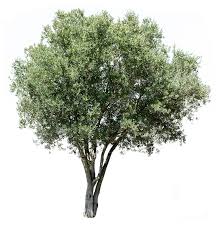 Image result for Olea europaea