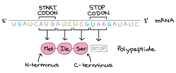 The Genetic Code Codon Table Article Khan Academy