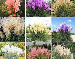 2 Inch Set Of 12 White Or Ivory Floating Candle Etsy Pink Pampas Grass Ornamental Plants Purple Pampas Grass