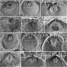 Formation ?ducation nationale 2018 2019. Early Cambrian Stage 4 Brachiopods From The Shipai Formation In The Three Gorges Area Of South China