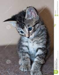 I want to improve my strain and get finer hair the old lady. silver tabby, good in colour and marking, the property of the author, shown at the first crystal palace cat show, not for competition. Short Haired Grey Kittens Novocom Top