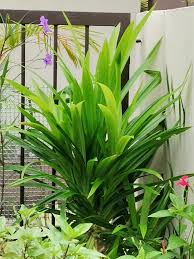 Image result for Chlorophytum macrorrhizum