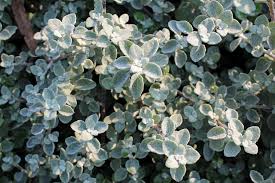 Image result for Helichrysum graniticola