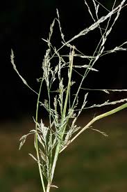 Image result for Eragrostis paniciformis