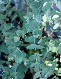 Check spelling or type a new query. Eucalyptus Gunnii Silver Drop Buy Online At Annie S Annuals