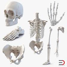 Pin On 3d Anatomy