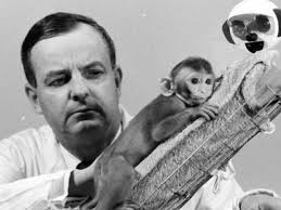 Gua, la chimpancé criada como un bebé humano