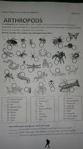 Some Activities To Do In Class Arthropods Activity Activities Arthropods