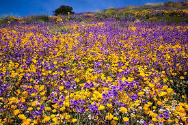 In southern california, it is too hot to plant in late summer and early fall. Desert Wildflower Reports For Southern California By Desertusa