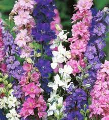 Pin By Wanda Lessard On Acrylic Paintings Larkspur Flower Delphinium Flower Seeds