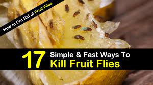 Check spelling or type a new query. 17 Fast Easy Ways To Get Rid Of Fruit Flies
