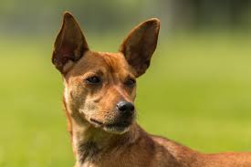 Die mitgliedschaft hebt uns von anderen banken ab. Hundesportverein Gadebusch Home Facebook