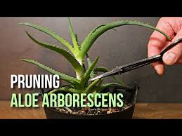 Image result for Aloe arborescens