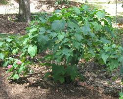 Image result for Dombeya burgessiae