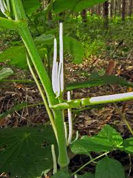 Image result for Piper umbellatum