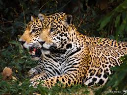 The official source of the latest jaguars headlines, news, videos, photos, tickets, rosters, stats, schedule and gameday information. De La Caza Al Turismo Del Jaguar Los Desafios Para Proteger Al Felino Mas Grande Del Continente En El Corazon De Sudamerica Ladera Sur
