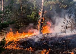 Extinguido el incendio forestal de almadén, originado por un camión que iba a pasar la itv se ha quemado principalmente pasto, monte bajo y un poco de arbolado, aunque la fauna también ha sido. 6 Regiones Presentan Mas Incendios Forestales Que En Temporada Pasada