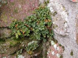 Image result for Chasmopodium