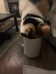 Pukka Herbs On Twitter Yes Cats Do Seem To Love Our Night Time Tea The Valerian Root Inside Is Very Similar In Scent To Catnip It Makes For Some Very Funny