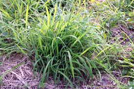 Image result for Panicum maximum