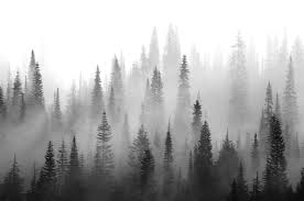 Foggy forest hd wallpaper 1920×1080 foggy forest hd wallpaper 1920×1200. Dark Foggy Forest Wallpapers Top Free Dark Foggy Forest Backgrounds Wallpaperaccess