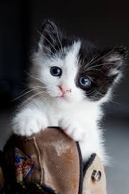 Beautiful Black And White Cat With Blue Eyes Beautiful Blue Eyed American Shorthair Pretty Cats Cute Cats And Kittens Cute Cats