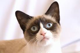 Snowshoe Siamese Cat Looks Like Grumpy Cat Snowshoe Cat Grumpy Cat Breed Cats