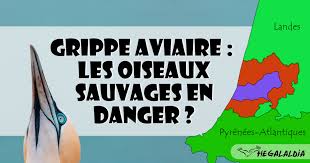 Quinze nouveaux foyers de grippe aviaire ont été détectés depuis le début de la semaine dans quatre. Grippe Aviaire Les Oiseaux Sauvages En Danger Hegalaldia
