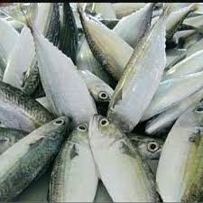 Jual Ikan Segar Jakarta Pusat Tokoshalsa Tokopedia