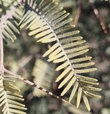 Image result for Acacia haematoxylon