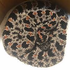 Blix My Dusky Pygmy Rattler Looking Gorgeous After His Change Of Cloths Today Perfect Shed Duskypygmyrattlesnake Pygmyra Snake Lovers Animal Lover Reptiles