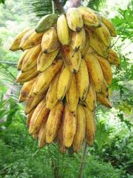 Kolase cantik dari kumpulan daun pakis warna warni. 98 Ide Jenis Pisang Pisang Buah Pohon Buah