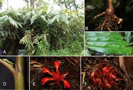 Image result for Etlingera