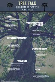 6 Benefits Of Planting Trees Trees To Plant Benefits Of Planting Trees Plants