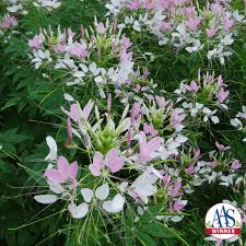 Image result for Cleome