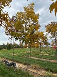 Image result for Carya illinoinensis