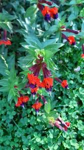 Image result for Cuphea llavea