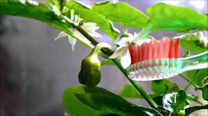 In the case of pepper plants, as self pollinators, they can be pollinated in much the same way as tomatoes although it is rarely necessary. Hand Pollination Pepper Plant Youtube