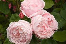 Roses English Roses Rose Types Of Roses