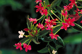 Image result for Combretum indicum