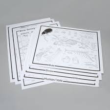 owl pellet chart set