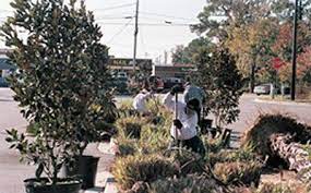 Is it safe to cut a tree that is close to my house? Tree Care Grassmaster Lawn Care Inc Savannah Georgia