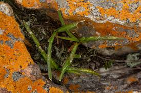 Image result for Polystachya dendrobiiflora