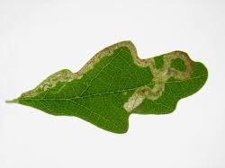 Image result for Stigmella roborella