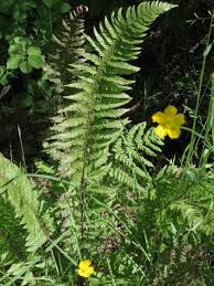 You can avail ferns n petals discount coupon codes online to make your purchase quite convenient. A Highland Roadside Verge And Woodland Princeton University Press