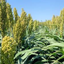 Image result for Sorghum