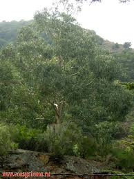 Image result for Eucalyptus tereticornis